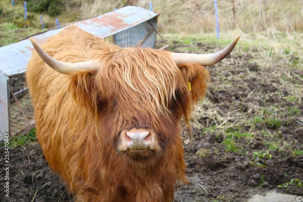 Obraz highland cow