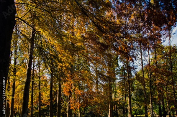 Fototapeta 色づく秋の風景