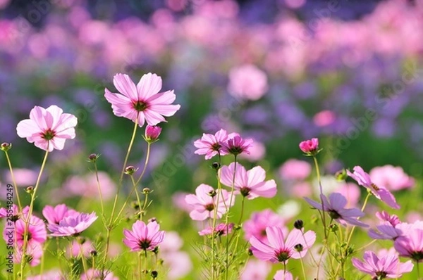 Fototapeta コスモスの花畑