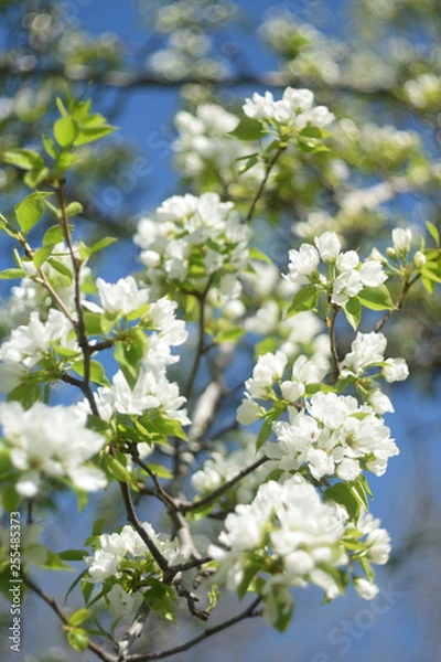 Fototapeta blooming apple tree in spring