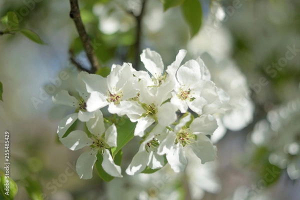 Obraz blooming apple tree in spring