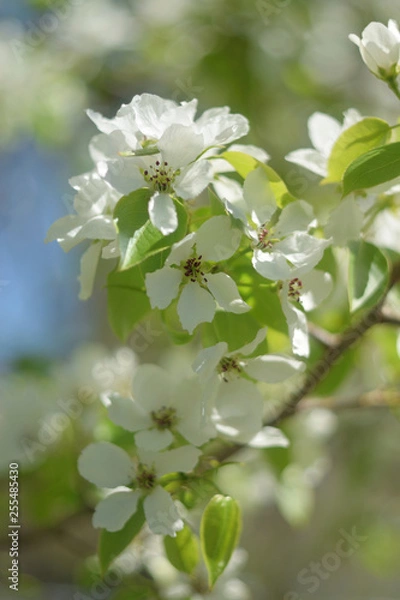 Obraz blooming apple tree in spring