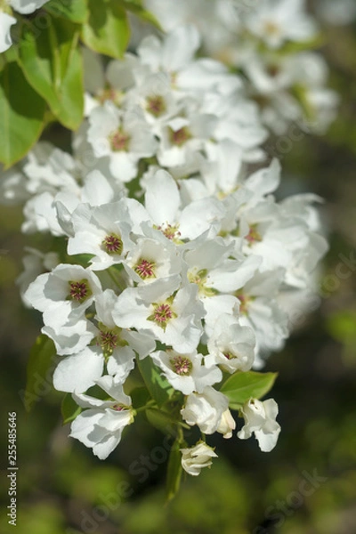 Obraz blooming apple tree in spring