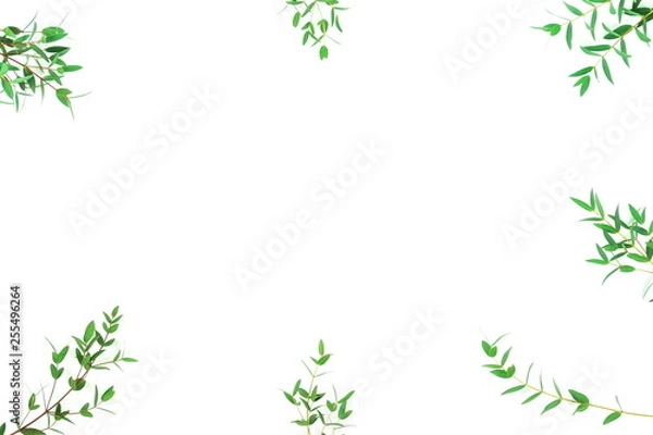 Fototapeta green eucalyptus leaves, herbs, branches,  plants frame border on white background top view. copy space. flat lay