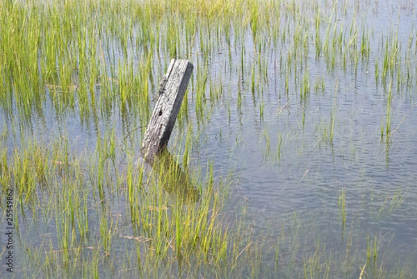 Fototapeta Wetland Conservation