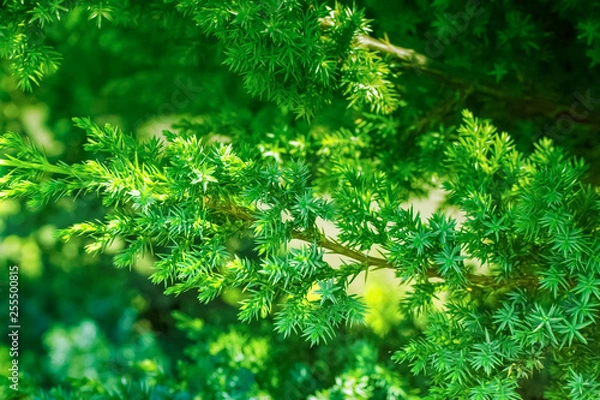 Fototapeta yew branches close-up. branches of evergreen shrub.