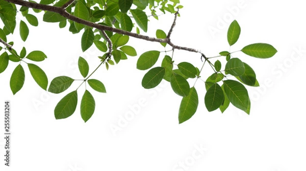 Fototapeta green tree branch isolated