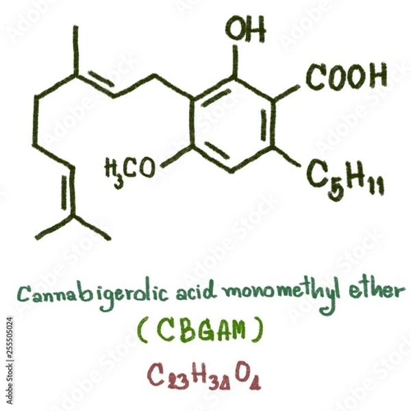 Fototapeta cannabigerolic acid monomethyl ether (CBGAM) were isolated with simple column chromatographic technique from the fresh Cannabis of the domestic strain. Cannabinolic acid (CBNA) observed in cannabis