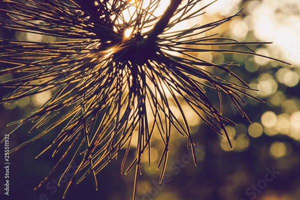 Obraz Pine leaves sunset background.