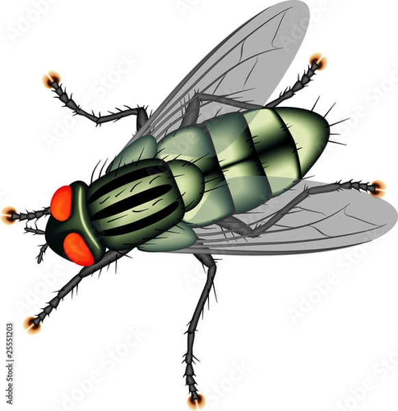 Obraz Fly