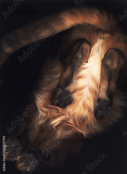 Obraz ベンガル猫のお腹