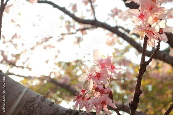 Fototapeta 春に咲く舞い散るピンクの桜並木