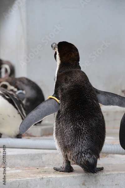 Obraz フンボルトペンギンの背中