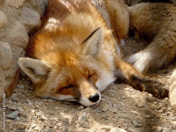 Obraz Red fox