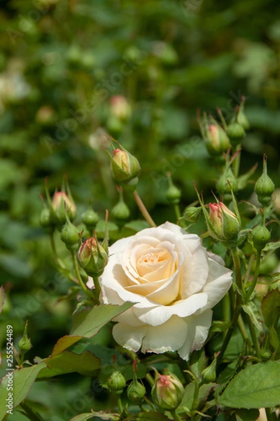 Fototapeta Rosa 'Galaxy'