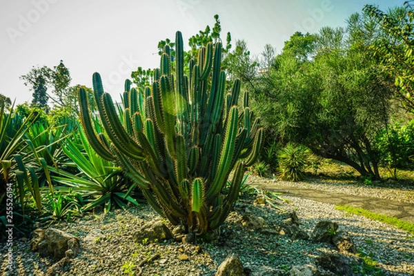 Fototapeta big cactus on the middle of rock and stone in center in bogor indonesia