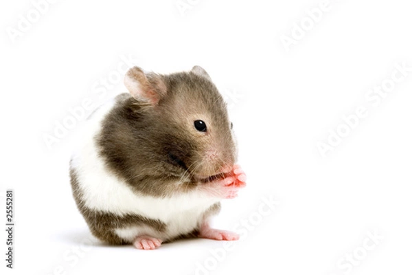 Obraz hamster isolated on white