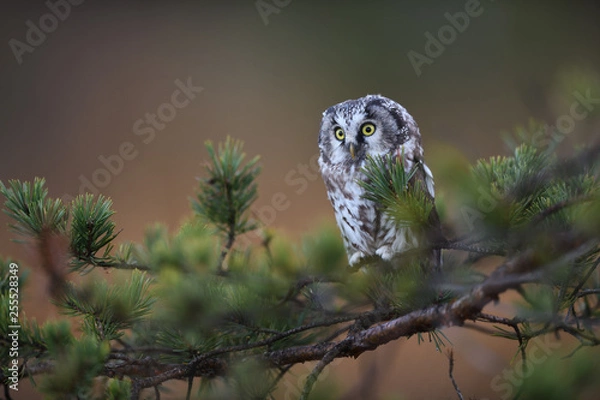 Obraz Boreal owl sitting on pine tree branch