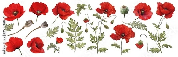Obraz Czerwony mak. Akwarela. Kolekcja botaniczna roślin ogrodowych i dzikich. Zestaw: liście, kwiaty, gałązki, maki, pąki.