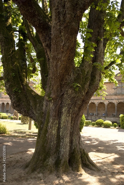 Obraz Arbre dans une cours