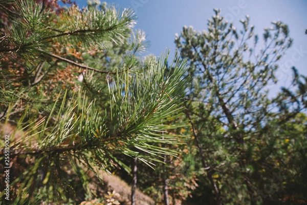Obraz pine branch with cones