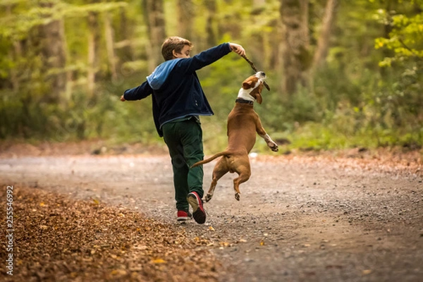 Obraz American Staffordshire Terrier puppy playing in forest with a child