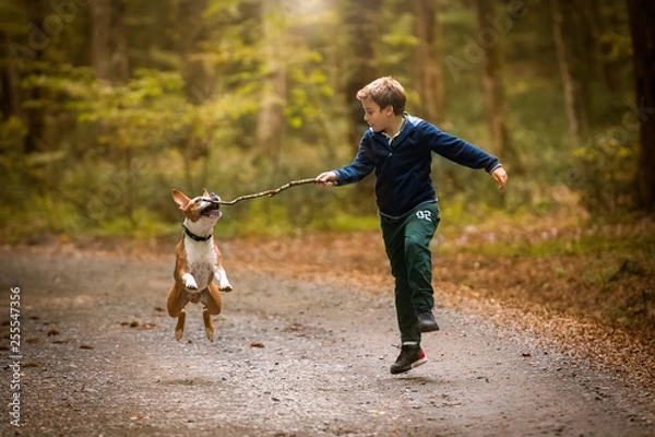 Obraz American Staffordshire Terrier puppy playing in forest with a child