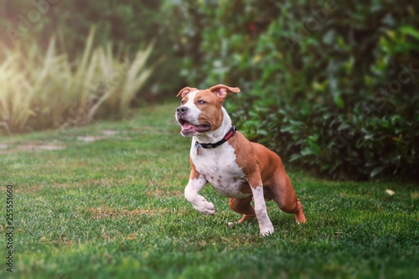 Obraz Amstaff running and playing