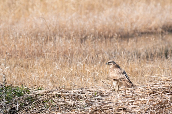 Fototapeta ノスリ
