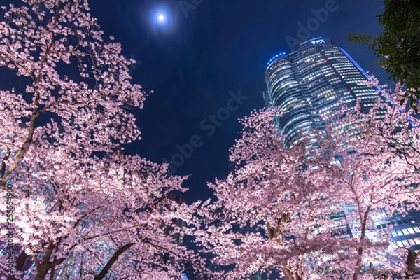 Fototapeta 夜桜