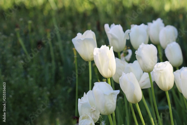 Obraz white tulips in the garden