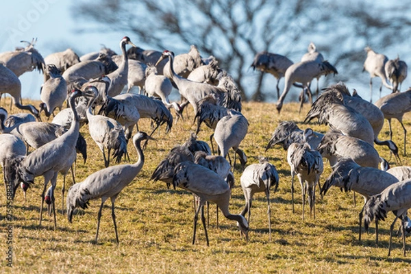 Obraz Many cranes of the field in early spring