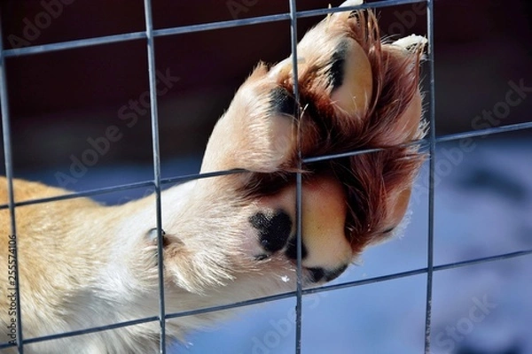 Obraz Dog's paw behind bars close-up. Concept of freedom restriction and animal cruelty.