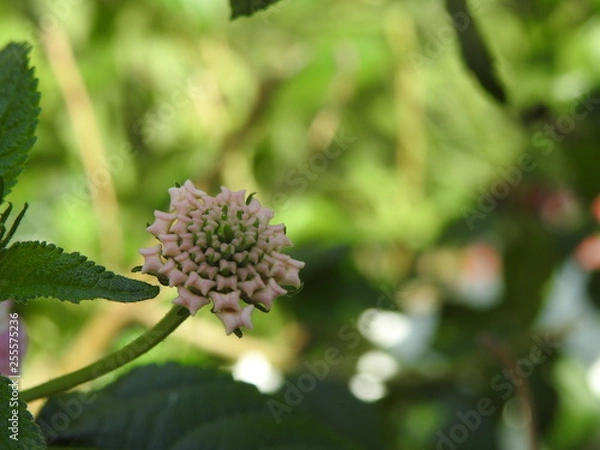 Obraz Lanthana flower buds