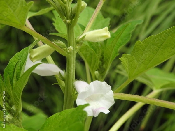 Obraz Sesame Flower