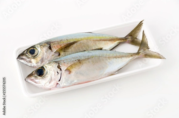 Fototapeta メアジ、トッパク、ガチュン