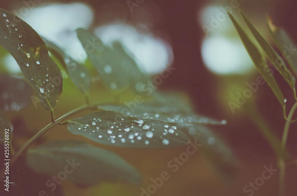 Obraz Regen auf Blättern