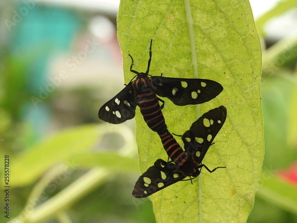 Obraz flies mating, closeup