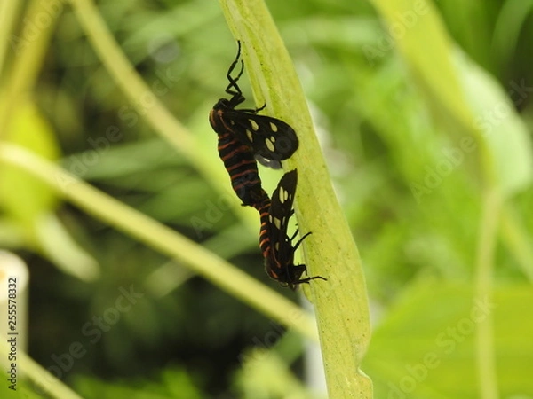 Obraz flies mating, closeup side view