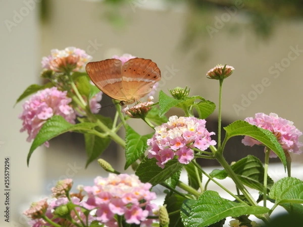 Obraz butterfly on a flower
