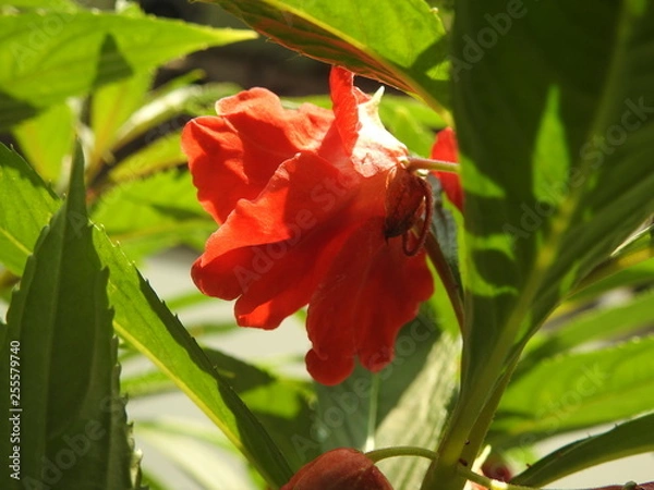 Obraz Single red balsam flower in macro