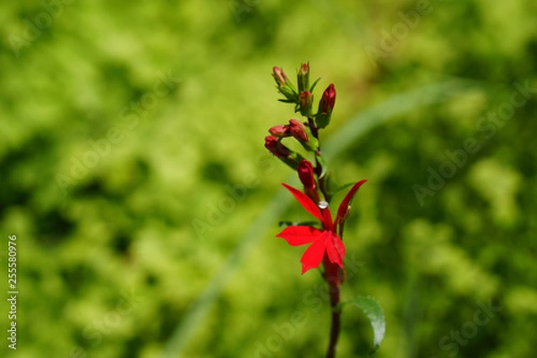 Obraz beautiful cardinal flower in red