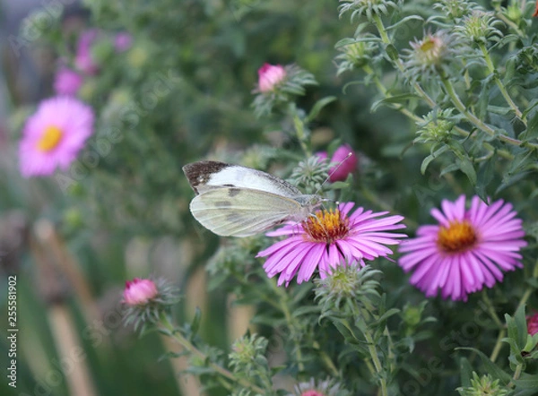 Obraz The butterfly sucks nectar on the purple astra.Blurred background. Nature concept.