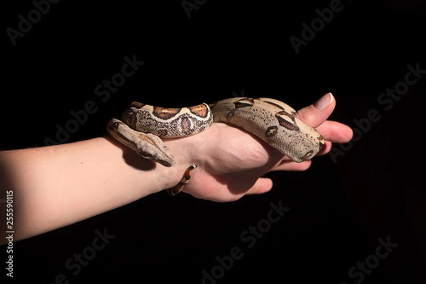 Obraz Boa Constrictor Snake close up on a black background.