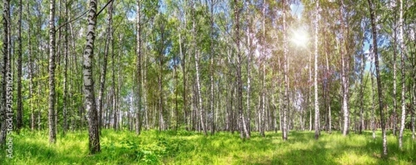 Fototapeta Birch grove on a sunny spring summer day, landscape banner, huge panorama
