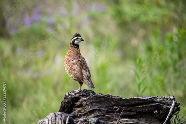 Obraz quail on a log