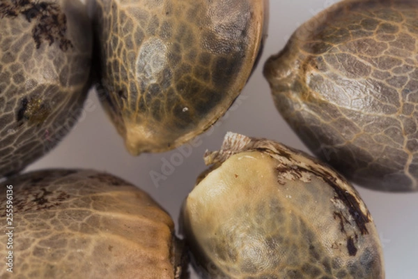 Obraz Cannabis Seeds - THC CBD Seeds macro view on the white background.