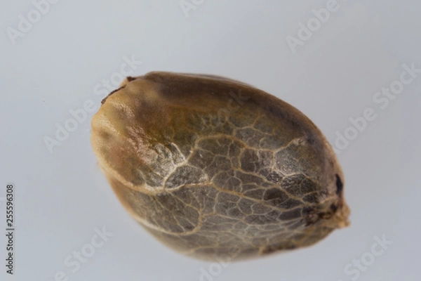 Obraz Single Cannabis Seed - THC CBD Seeds macro view on the white background.
