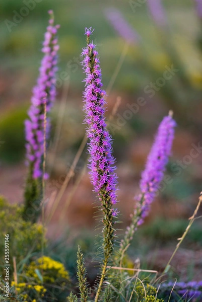 Obraz purple flower at sunset