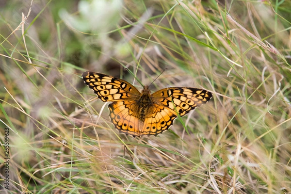 Obraz monarch butterfly